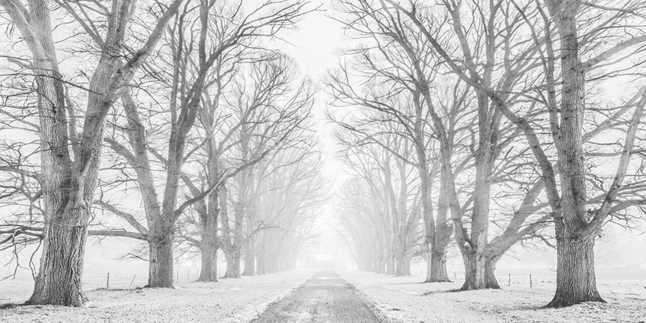 Tree lined road in the snow Poster Print by Pangea Images - Item # VARPDX2AP4314